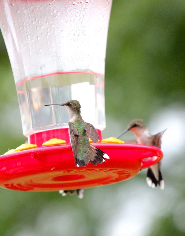 How To Make Homemade Hummingbird Food   IMG 6009 600x765 